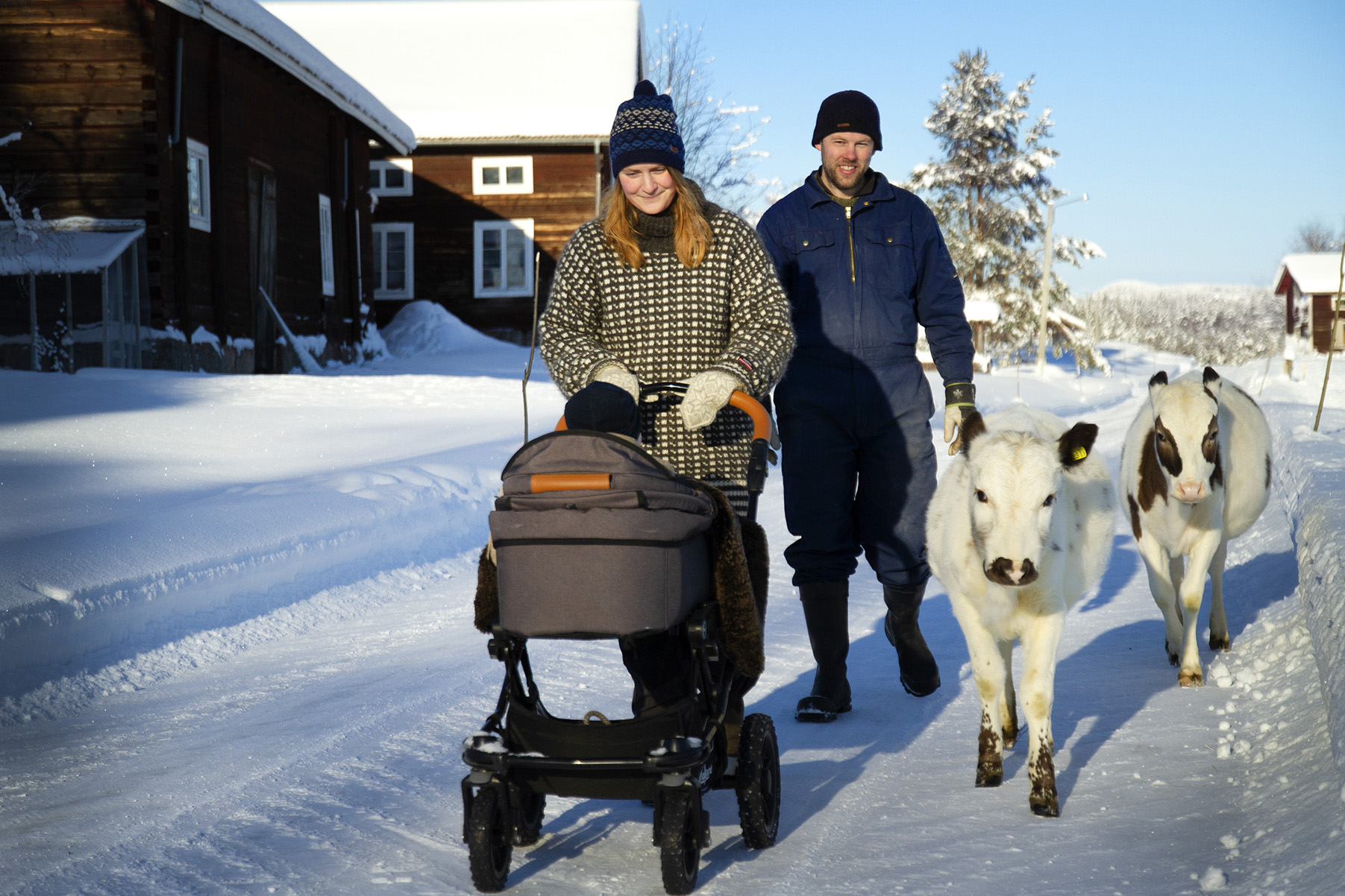 Johanna och Dan Lundin går med barnvagn och kossor på vägen.